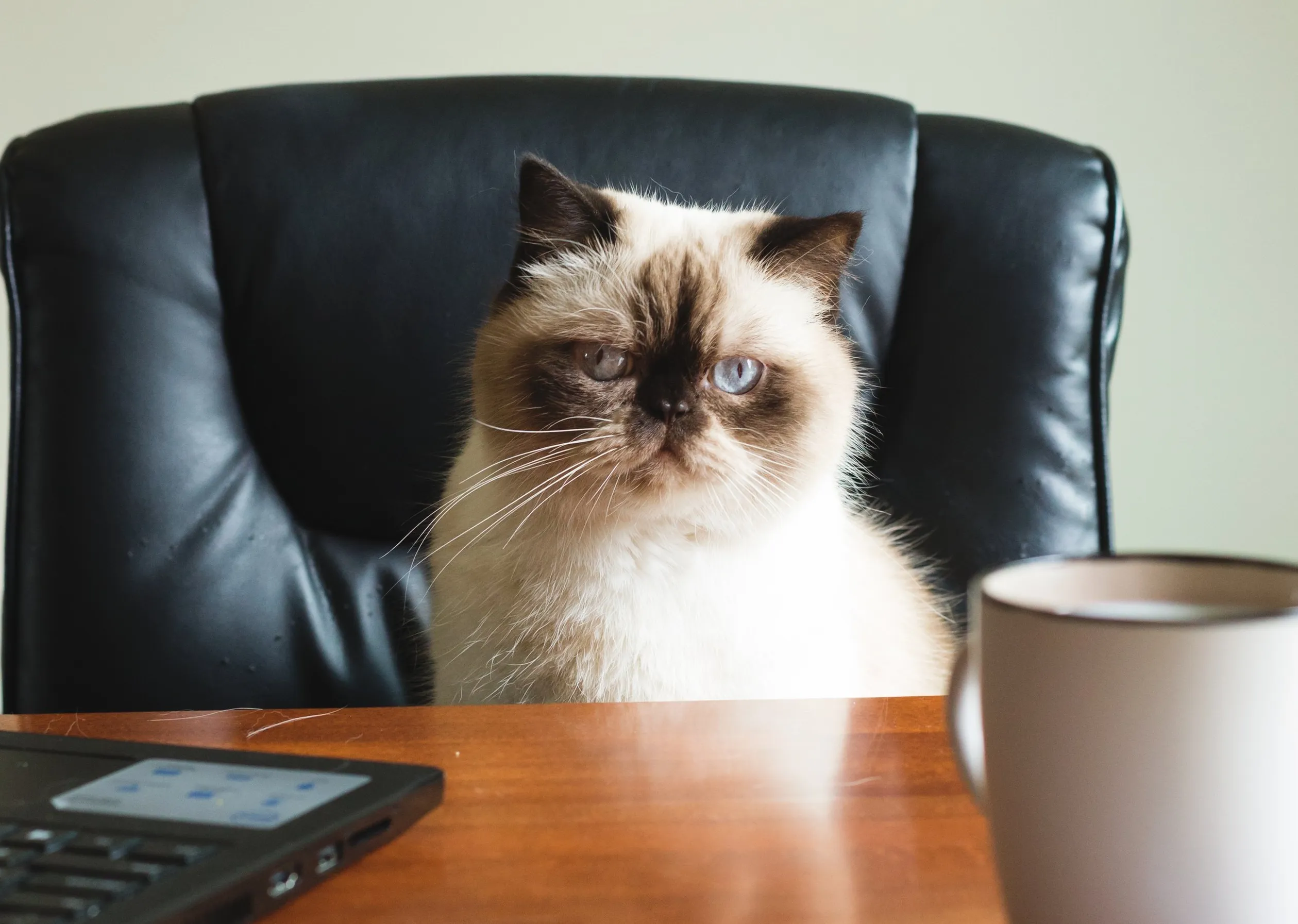 Helping Humans One Animal At A Time, a book of stories and studies.