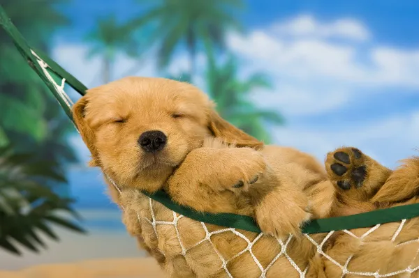Helping Humans One Animal At A Time, a book of stories and studies.