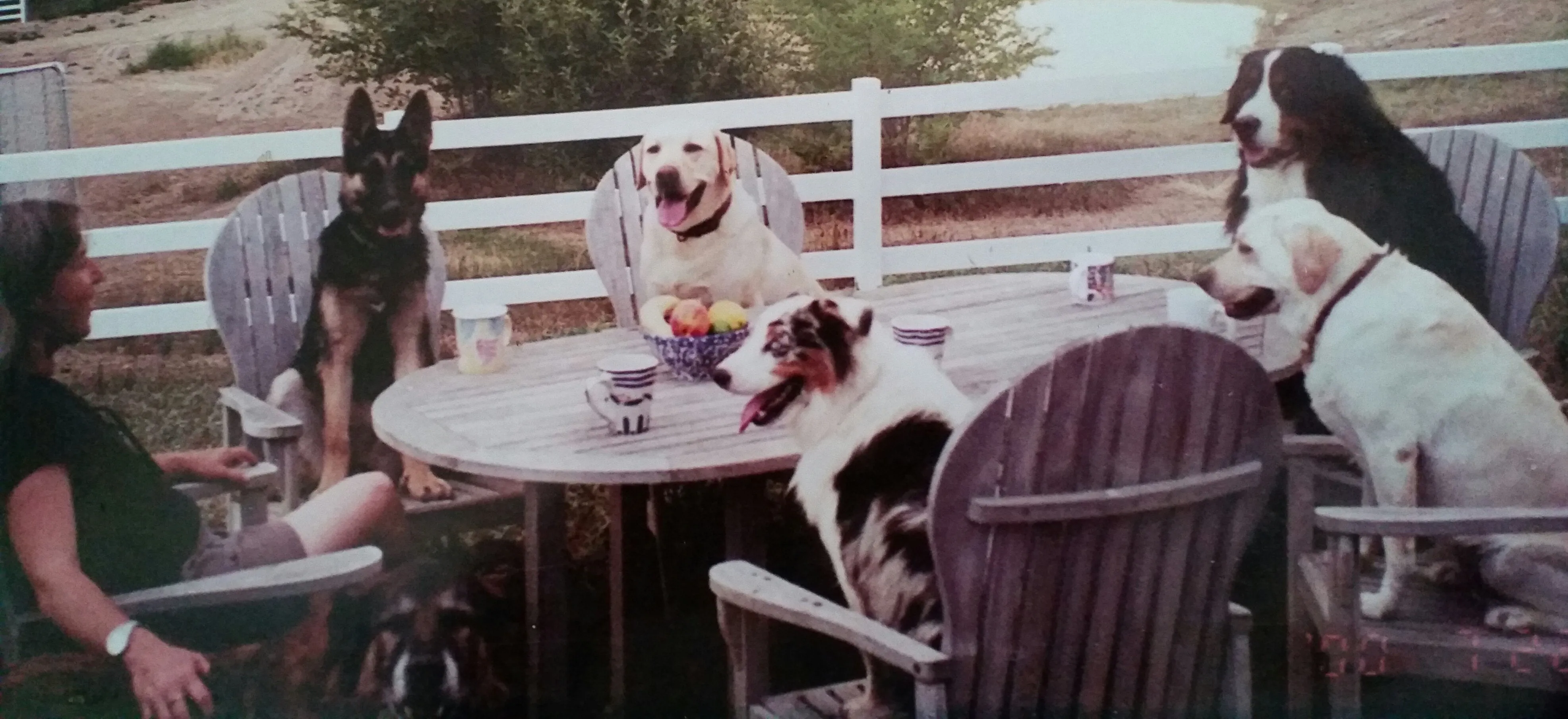 Helping Humans One Animal At A Time, a book of stories and studies.