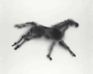 Light Horse (From Eadweard Muybridge's Horses, Running, Sallie G)