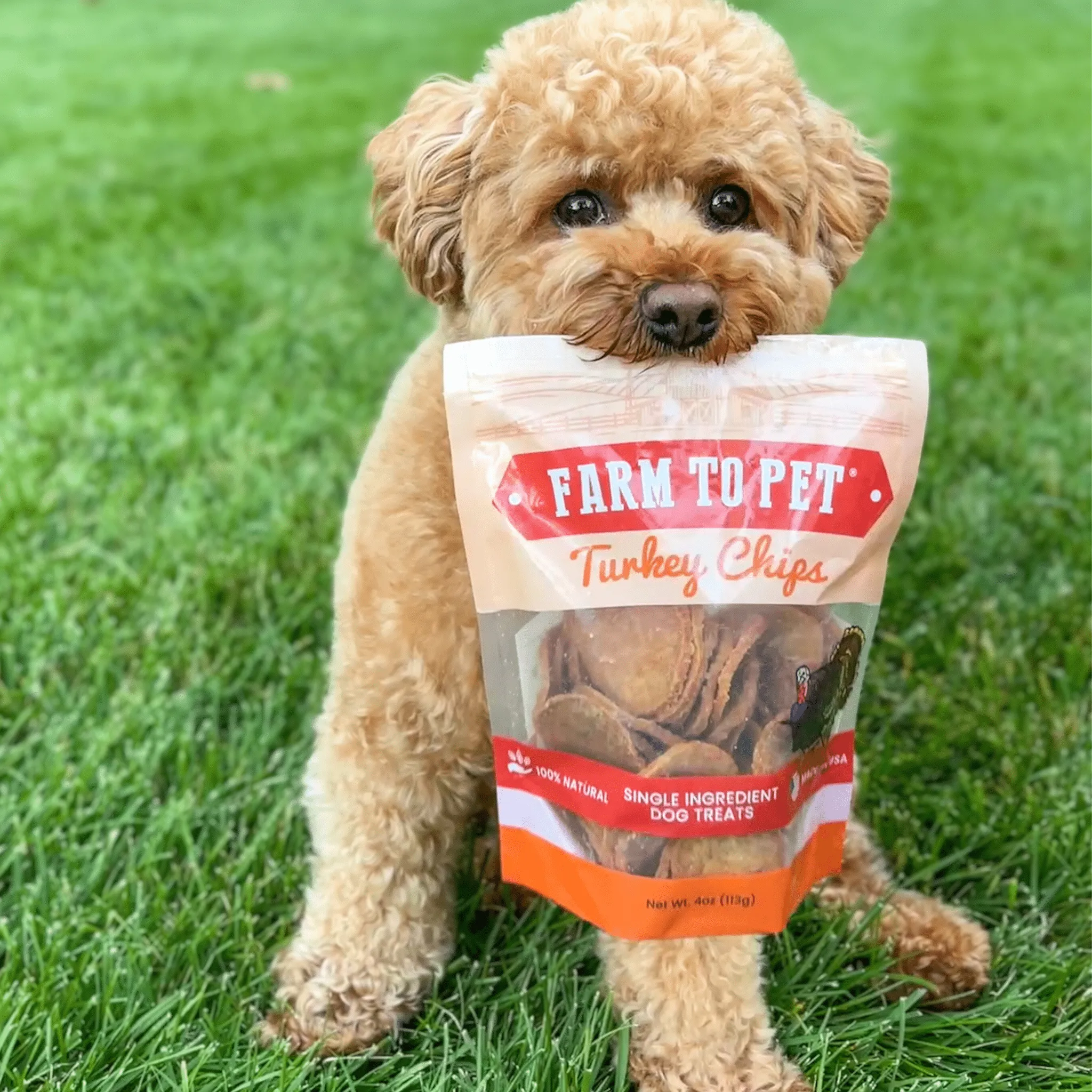 Turkey Chips